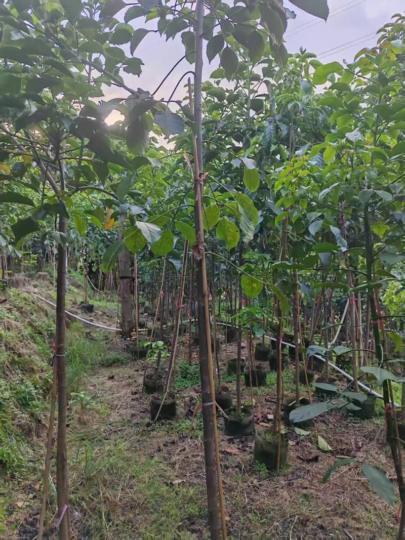 秋枫，原生苗，大量出售