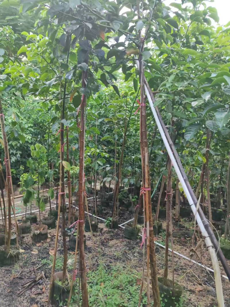 秋枫原生苗。高度2米，普宁苗木基地，长期供应，