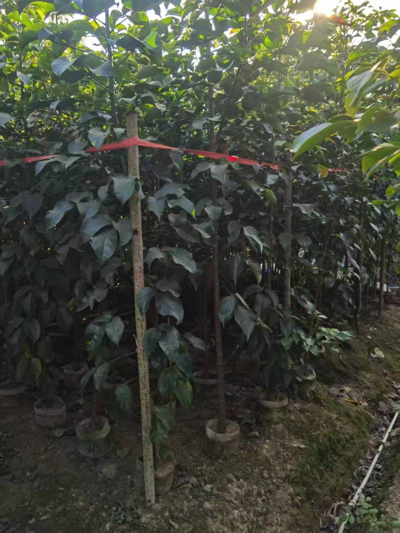 秋枫原生苗。高度2米，普宁苗木基地，长期供应，
