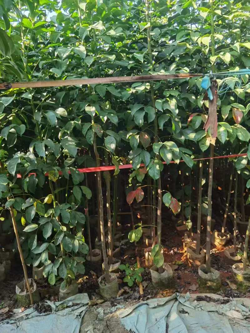 秋枫原生苗。高度2米，普宁苗木基地，长期供应，