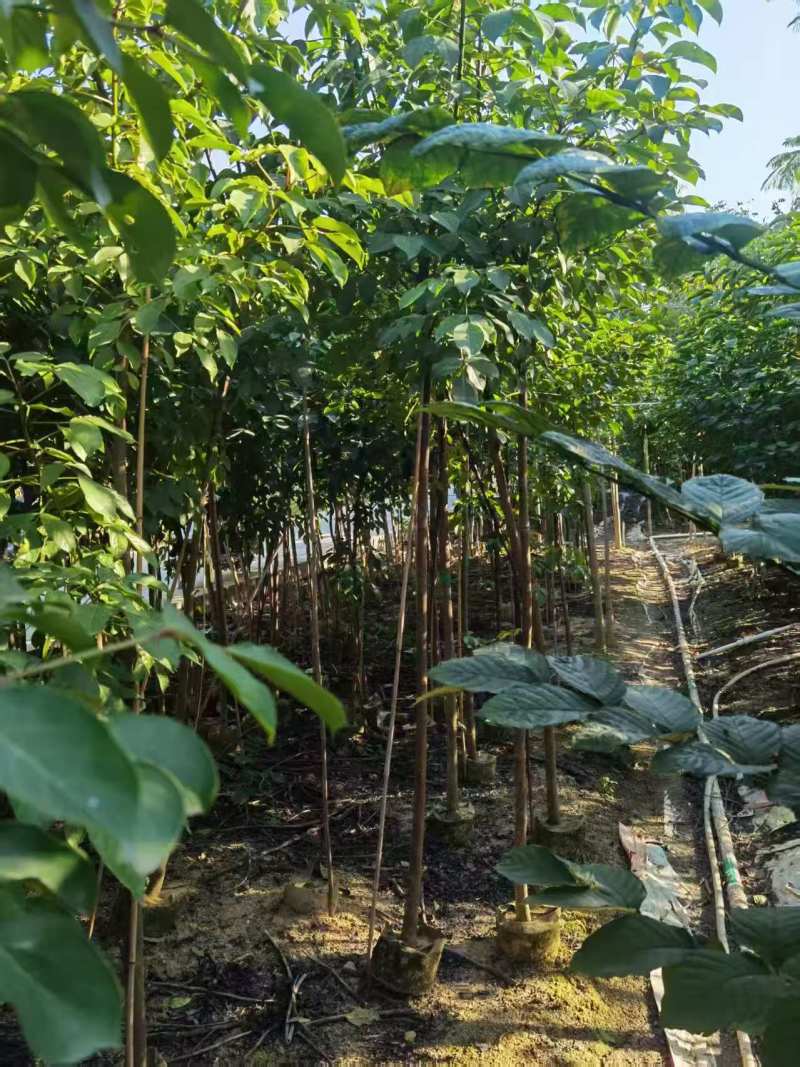 秋枫原生苗。高度2米，普宁苗木基地，长期供应，