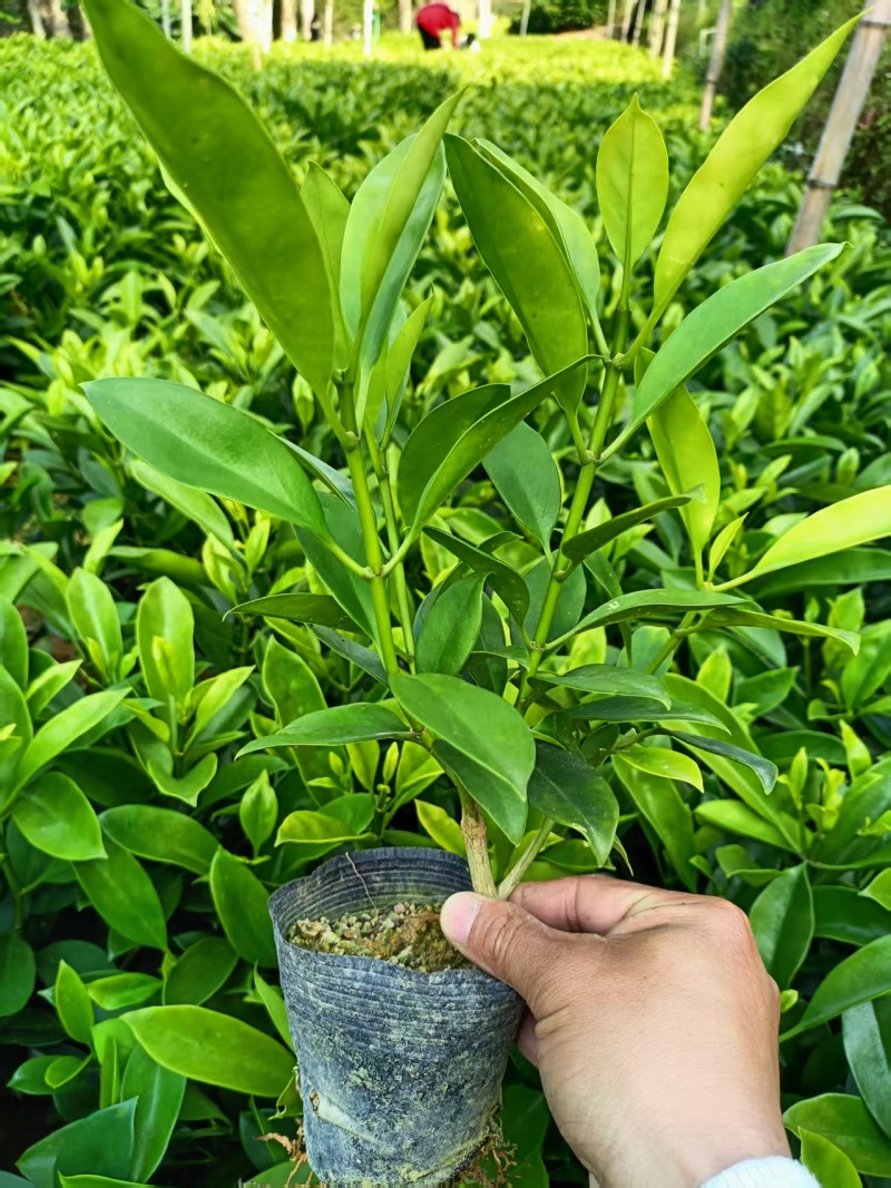 非洲茉莉，黑杯，普宁苗木基地大量供应，