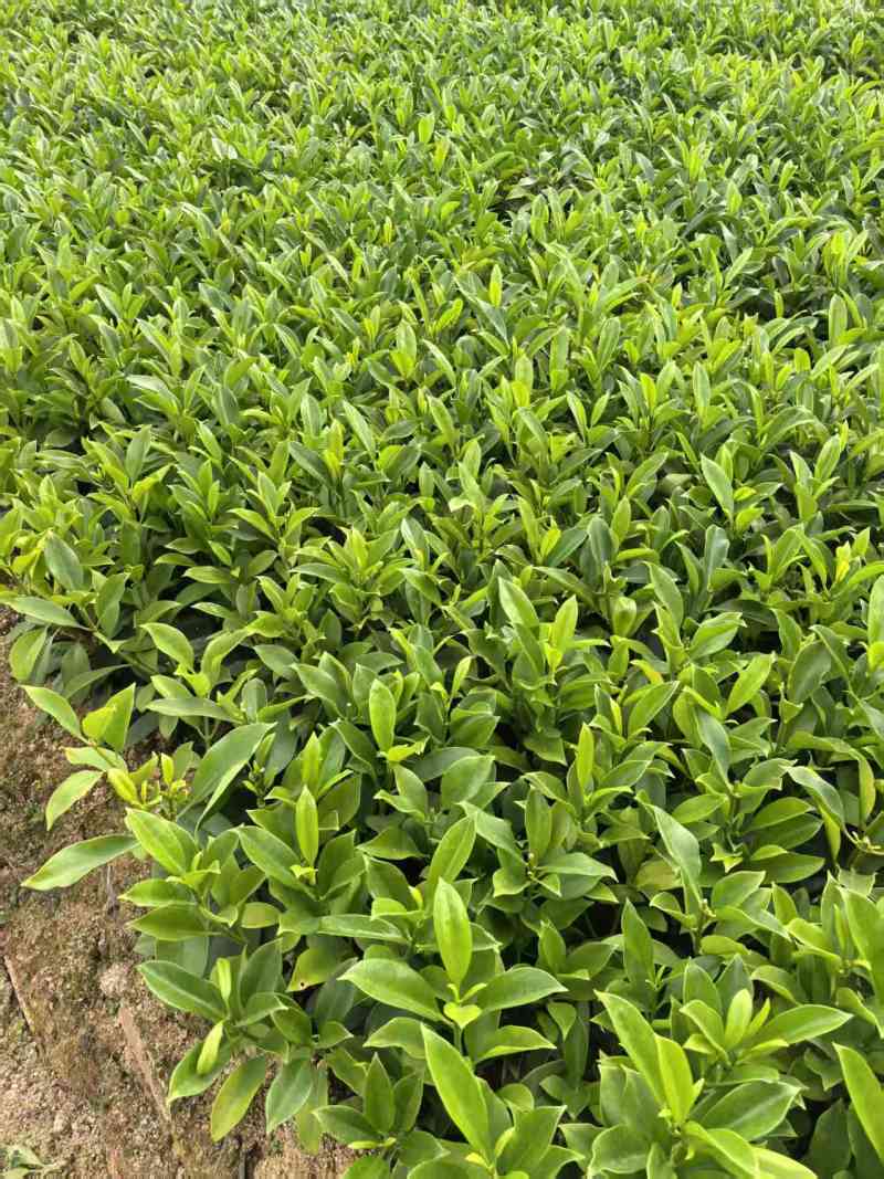 非洲茉莉，黑杯，普宁苗木基地大量供应，