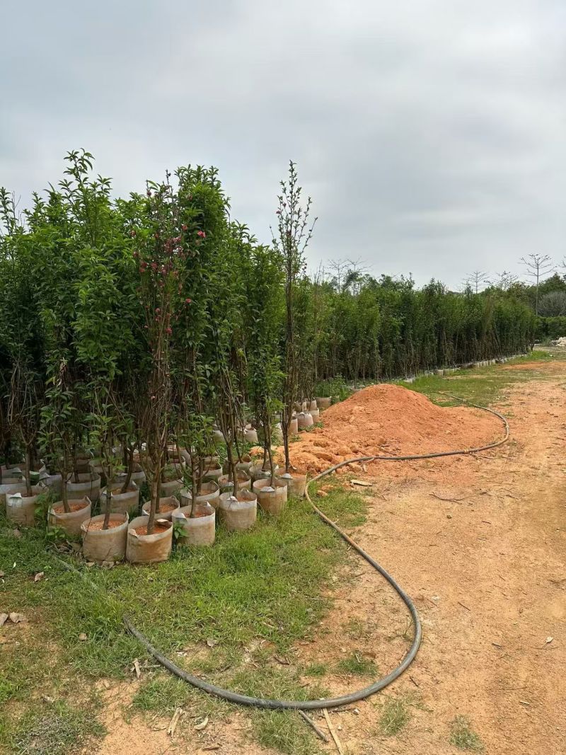 桃花，2-3-4-5公分。普宁苗木基地，