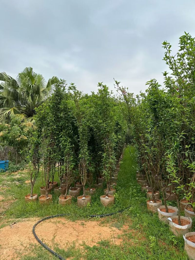 桃花，2-3-4-5公分。普宁苗木基地，