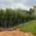 桃花，2-3-4-5公分。普宁苗木基地，