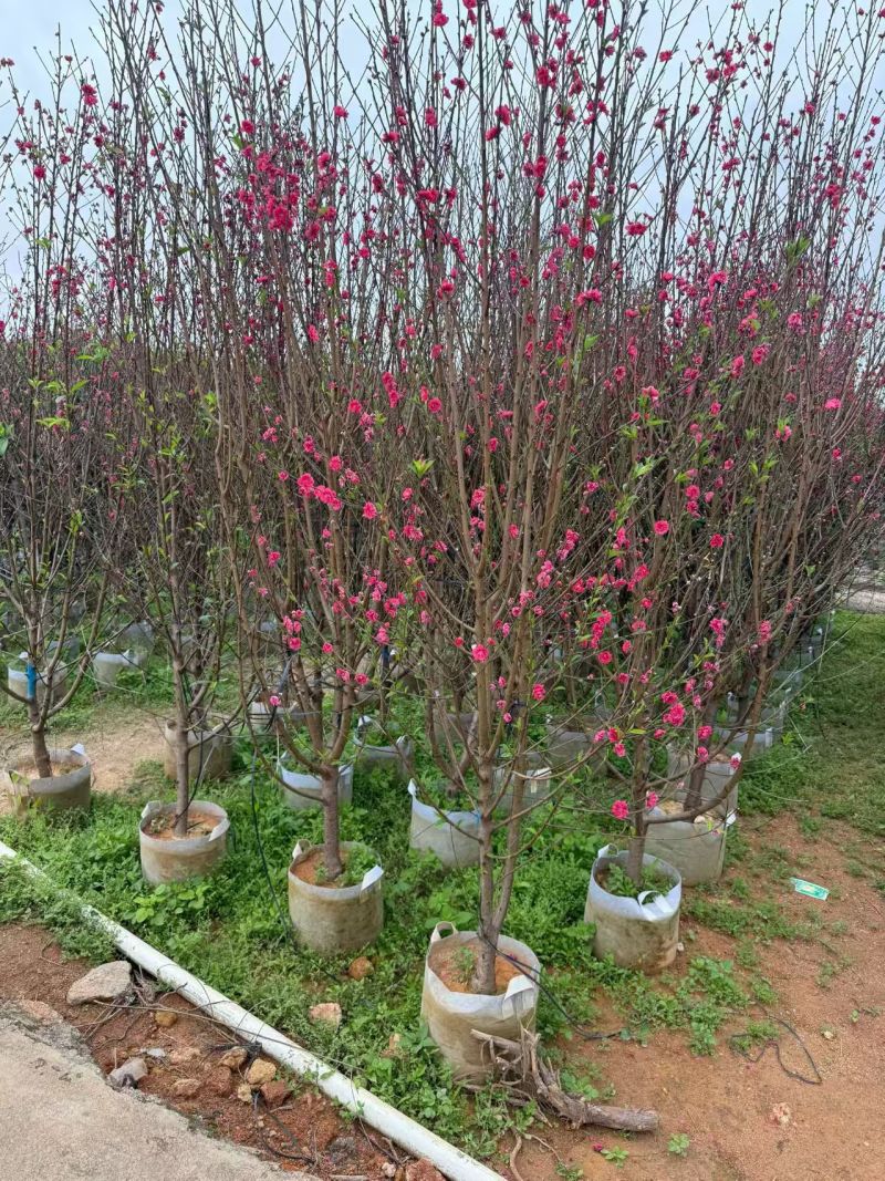 桃花，2-3-4-5公分。普宁苗木基地，