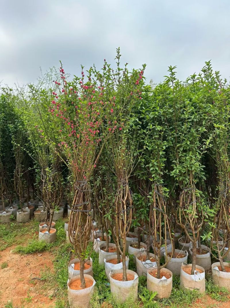 桃花，2-3-4-5公分。普宁苗木基地，
