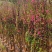 桃花，2-3-4-5公分。普宁苗木基地，