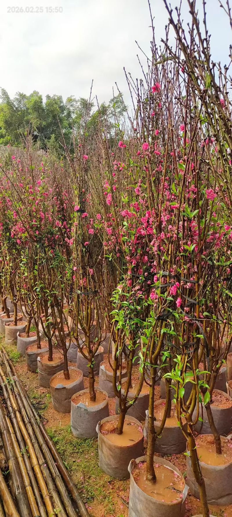 桃花，2-3-4-5公分。普宁苗木基地，
