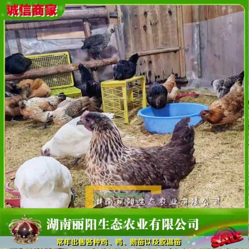 雪峰乌骨鸡苗/花乌鸡苗/雪花乌鸡苗/提供养殖技术