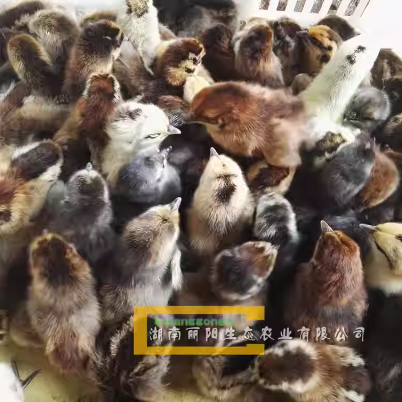 雪峰乌骨鸡苗/花乌鸡苗/雪花乌鸡苗/提供养殖技术