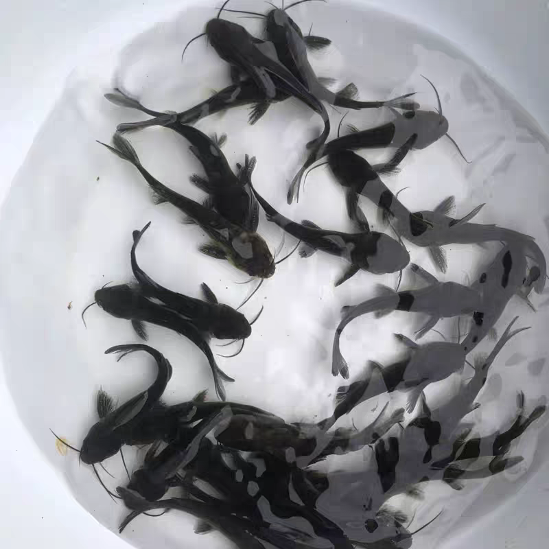 黄骨鱼黄辣丁昂刺鱼黄颡黄姑子黄桑咯鱼观赏黄鸭叫