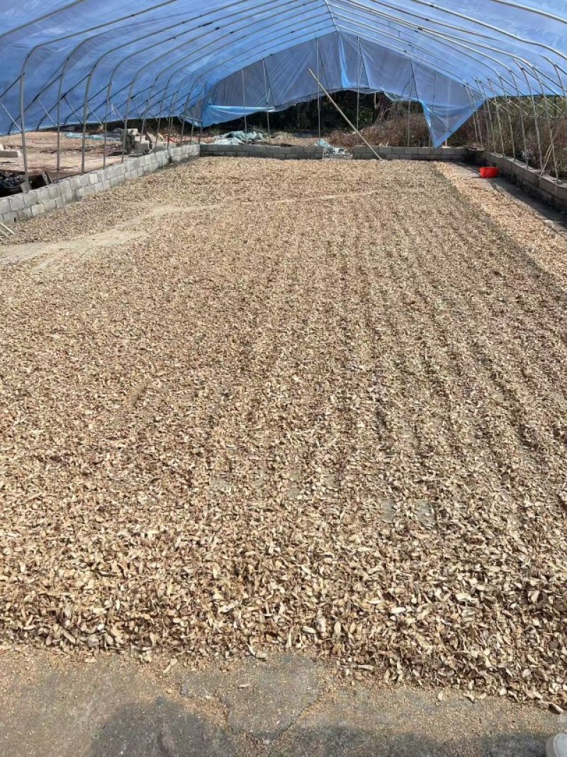 云南罗平小黄姜干姜片小黄姜产地批发黄姜片，大量现货