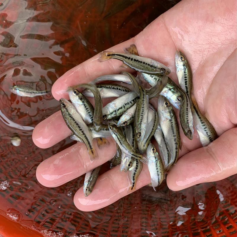 加州鲈鱼苗淡水养殖食用鲈鱼苗鱼塘养殖大口黑鲈路亚凶猛观赏