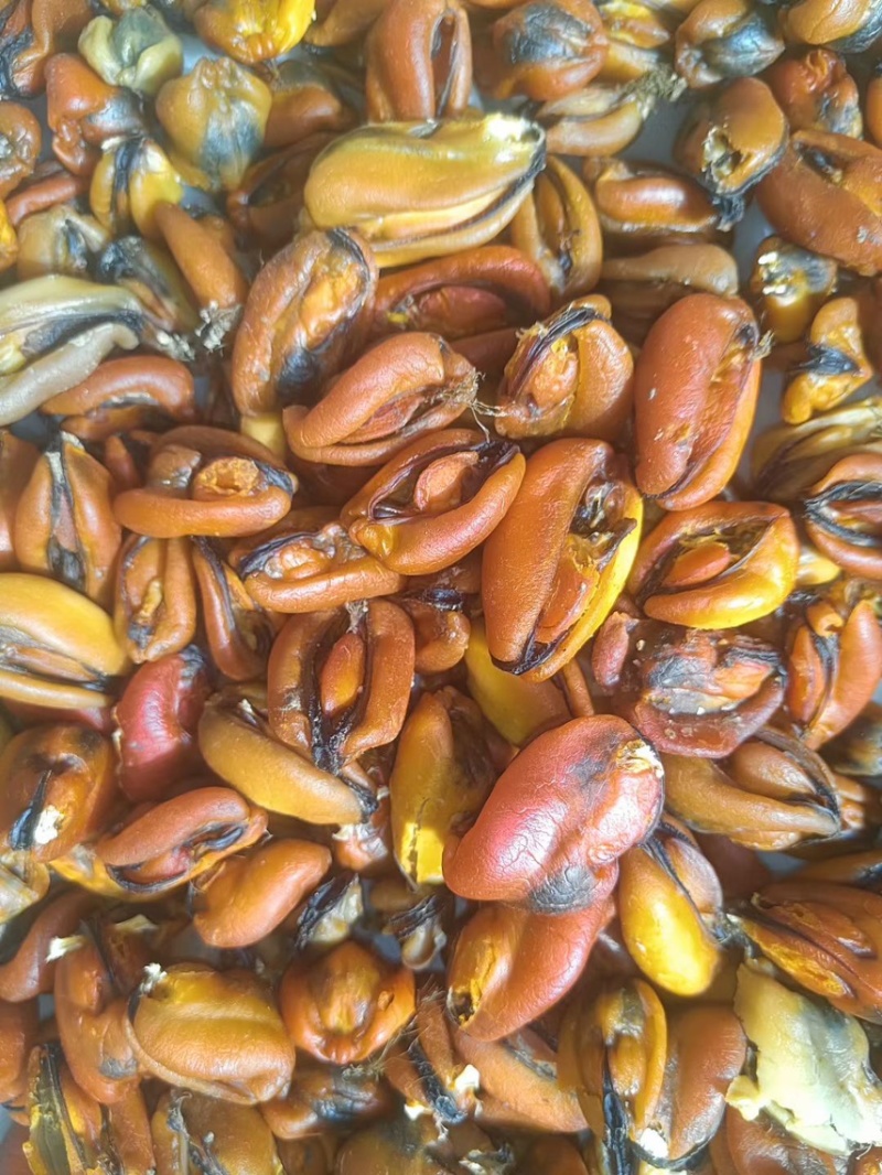山东自晒淡菜干