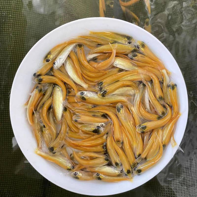 金草鱼苗金鲩鱼淡水草鱼苗俄罗斯金草鱼苗耐养耐运输