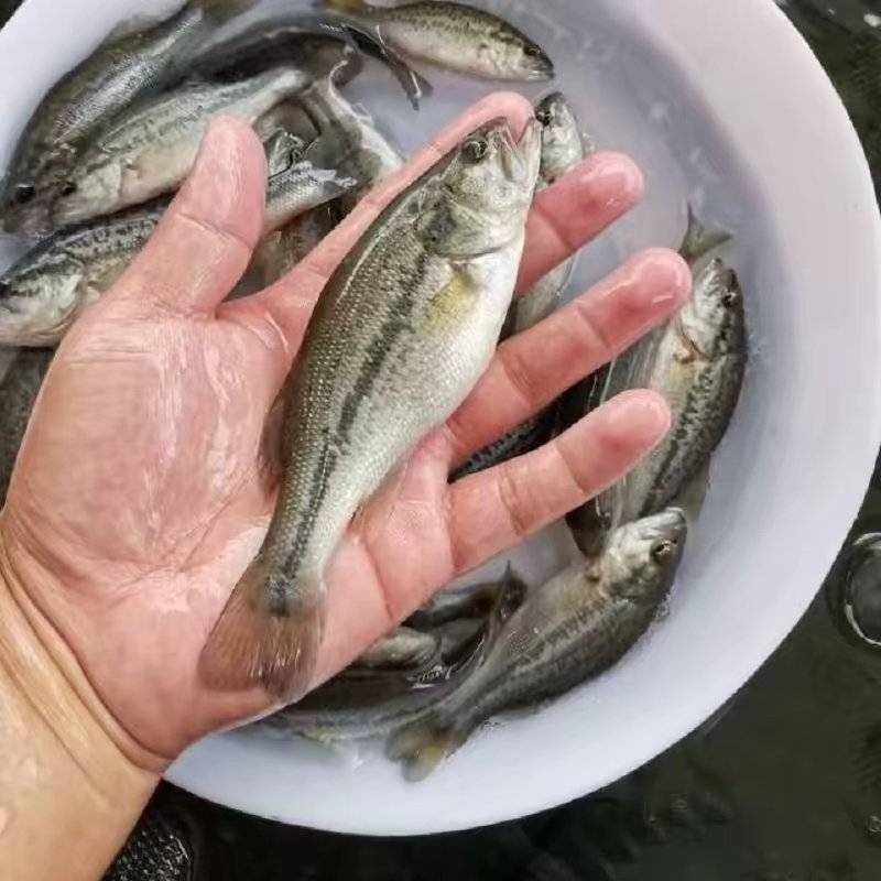 加州鲈鱼苗淡水养殖食用鲈鱼苗鱼塘养殖大口黑鲈路亚凶猛观赏