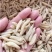 四川麦冬，产地一手货源，无硫过筛，无农残泡茶煲汤
