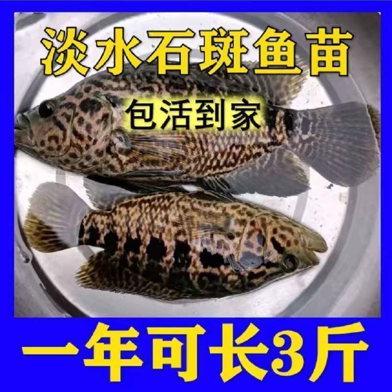 淡水石斑鱼苗淡水苗鱼养殖花斑小鱼苗石斑鱼苗食用鱼特大冷水