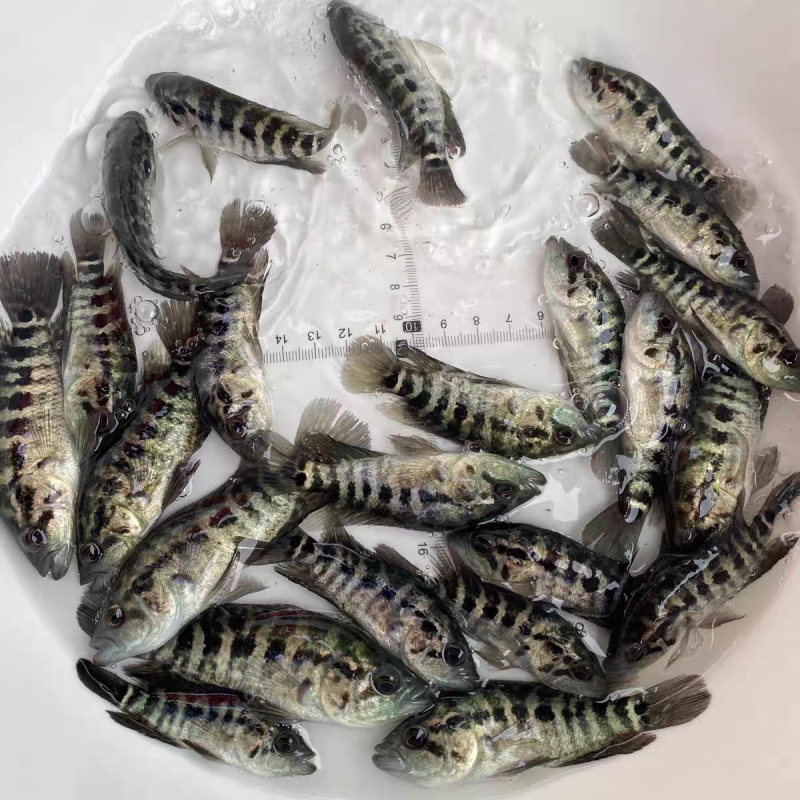 淡水石斑鱼苗淡水苗鱼养殖花斑小鱼苗石斑鱼苗食用鱼特大冷水