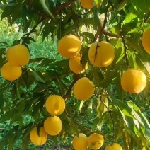 5月底成熟套袋黄桃，个头大，口感好，甜度高