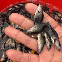 桂花鱼苗鳜鱼苗淡水养殖肉食性翘嘴鱼苗桂鱼苗批发