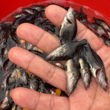 桂花鱼苗鳜鱼苗淡水养殖肉食性翘嘴鱼苗桂鱼苗批发