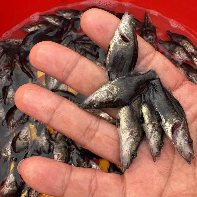 桂花鱼苗鳜鱼苗淡水养殖肉食性翘嘴鱼苗桂鱼苗批发
