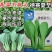 夏至青梗菜种籽高温不拔节不卷叶青梗菜种子抗病高产春秋播种