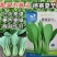 夏至青梗菜种籽高温不拔节不卷叶青梗菜种子抗病高产春秋播种