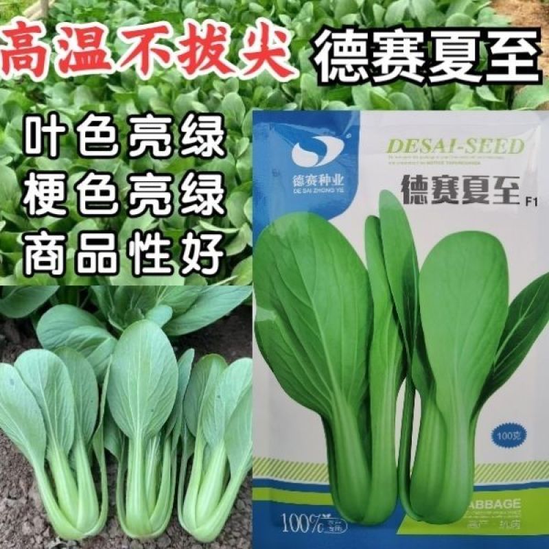 夏至青梗菜种籽高温不拔节不卷叶青梗菜种子抗病高产春秋播种