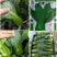 夏至青梗菜种籽高温不拔节不卷叶青梗菜种子抗病高产春秋播种