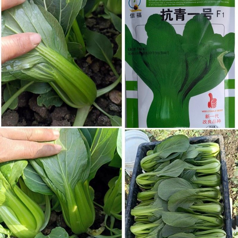 夏至青梗菜种籽高温不拔节不卷叶青梗菜种子抗病高产春秋播种
