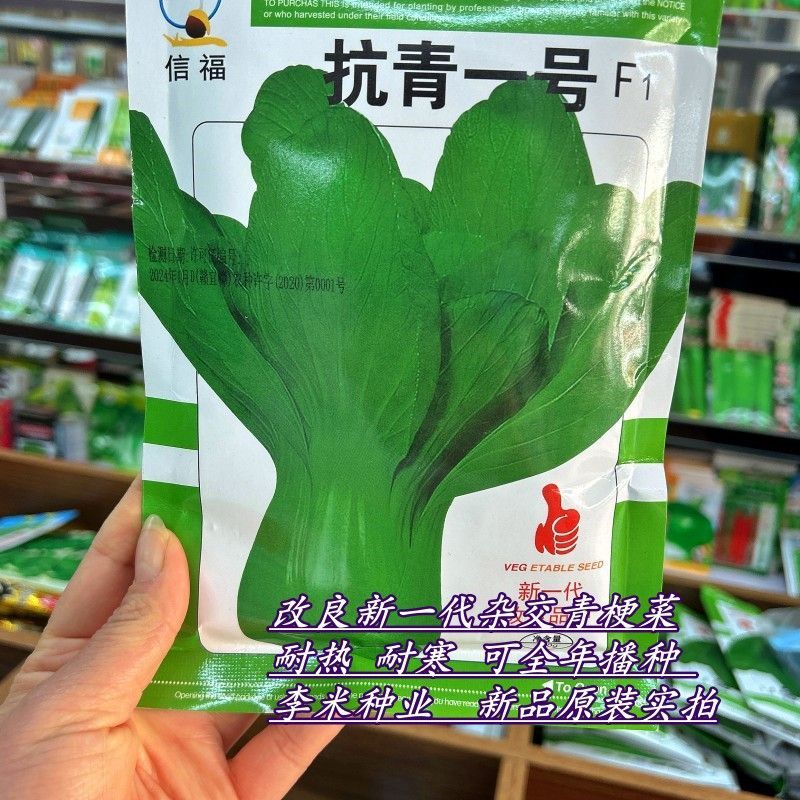 夏至青梗菜种籽高温不拔节不卷叶青梗菜种子抗病高产春秋播种
