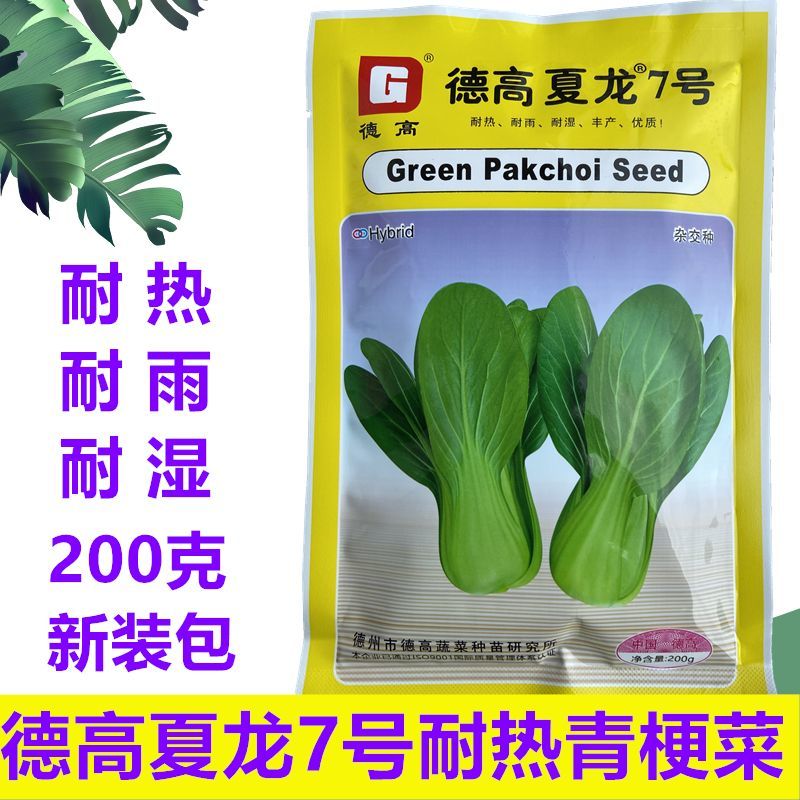 夏至青梗菜种籽高温不拔节不卷叶青梗菜种子抗病高产春秋播种
