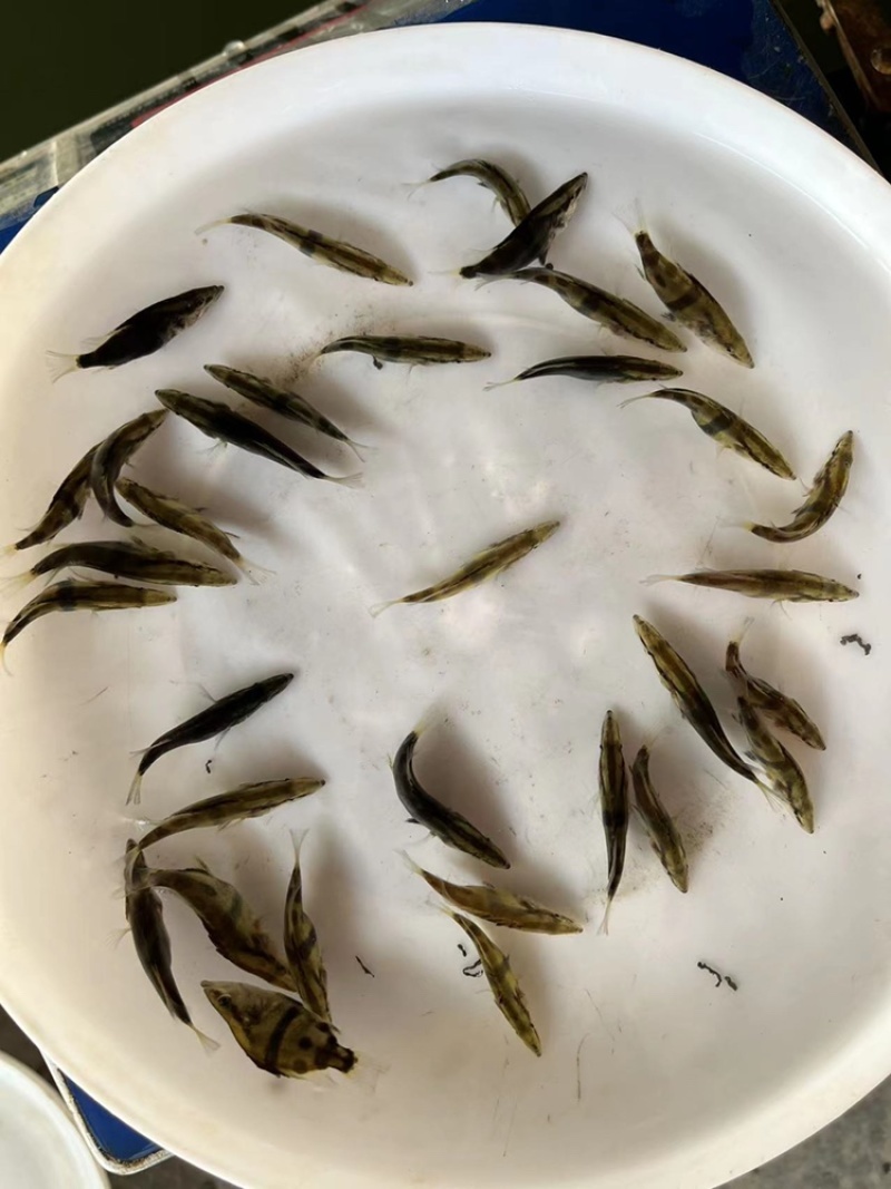 桂花鱼苗鳜鱼苗淡水养殖肉食性翘嘴鱼苗桂鱼苗批发
