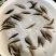 桂花鱼苗鳜鱼苗淡水养殖肉食性翘嘴鱼苗桂鱼苗批发