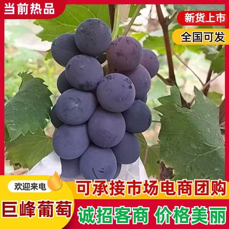 《巨峰葡萄》桂林巨峰葡萄-软枝自然熟口感好，糖度20以上