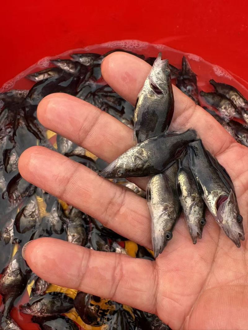桂花鱼苗鳜鱼苗淡水养殖肉食性翘嘴鱼苗桂鱼苗批发