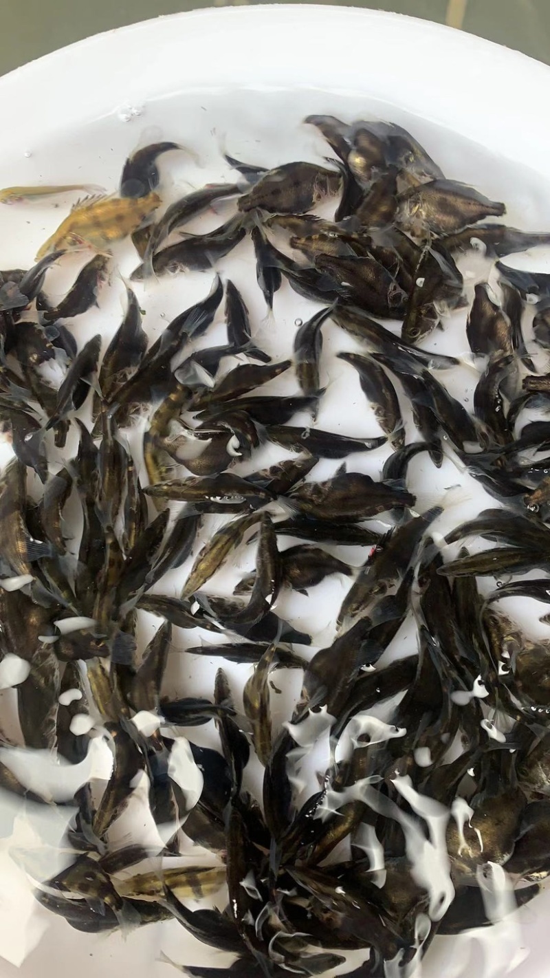 优质桂花鱼苗鳜鱼苗桂鱼苗生长快成活率高规格齐全