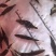 优质桂花鱼苗鳜鱼苗桂鱼苗生长快成活率高规格齐全
