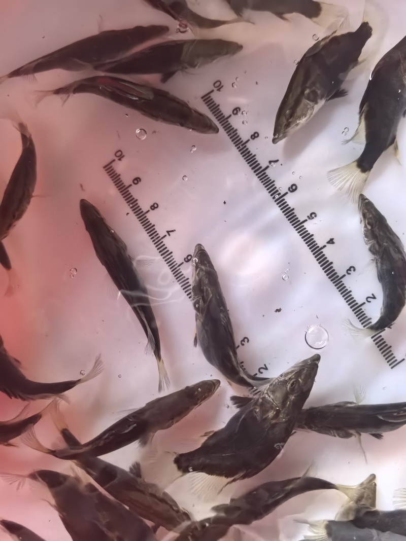 优质桂花鱼苗鳜鱼苗桂鱼苗生长快成活率高规格齐全
