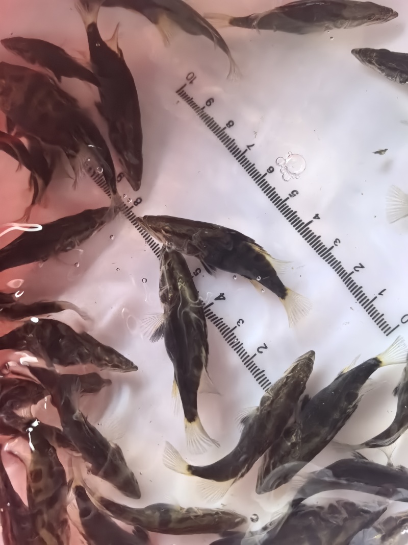 优质桂花鱼苗鳜鱼苗桂鱼苗生长快成活率高规格齐全