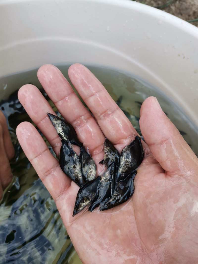 优质桂花鱼苗鳜鱼苗桂鱼苗生长快成活率高规格齐全