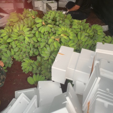 广西苹果蕉一件代发接单中，品质优良，价格公道。