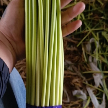 邳州精品小红帽蒜苔适合各大市场