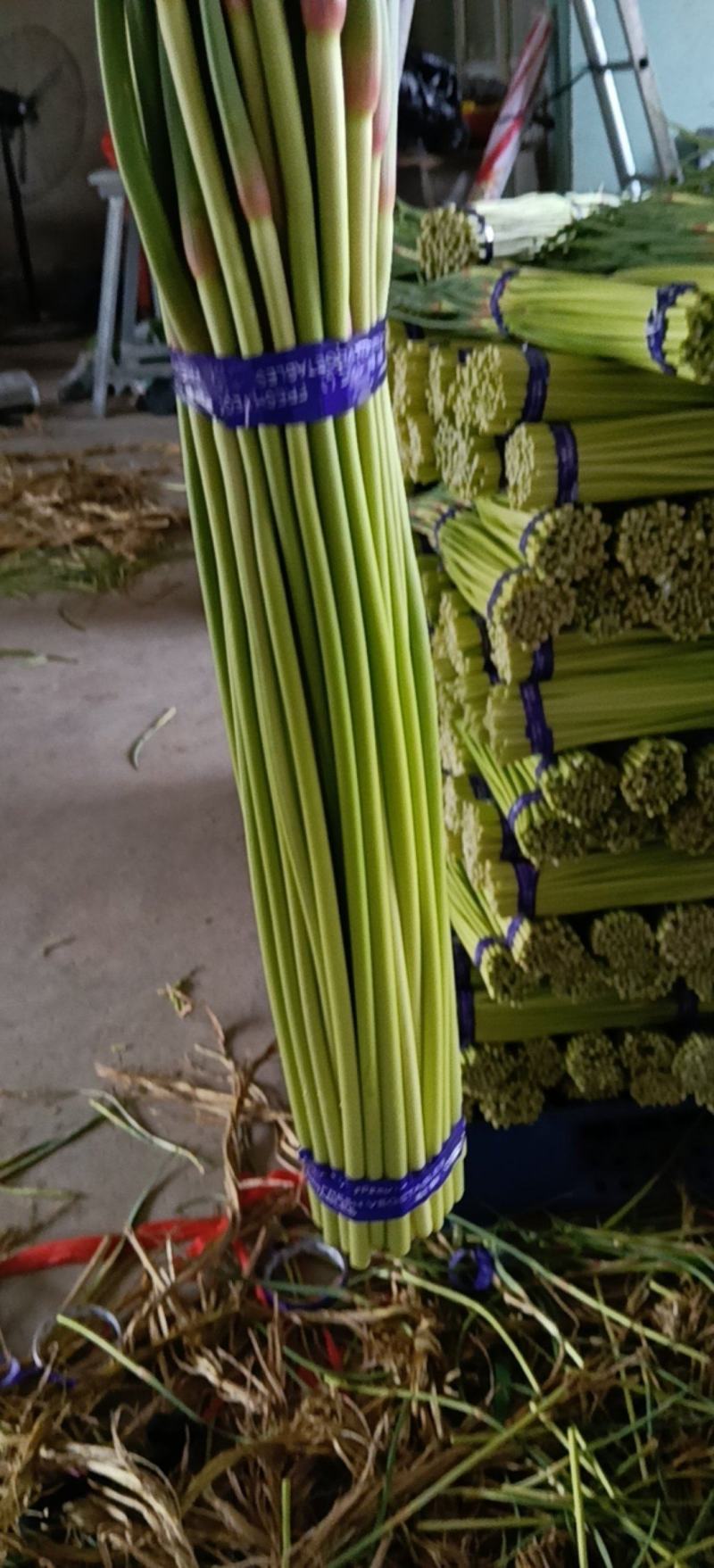 邳州精品小红帽蒜苔适合各大市场