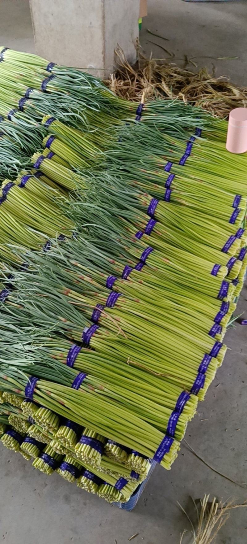 邳州精品小红帽蒜苔适合各大市场