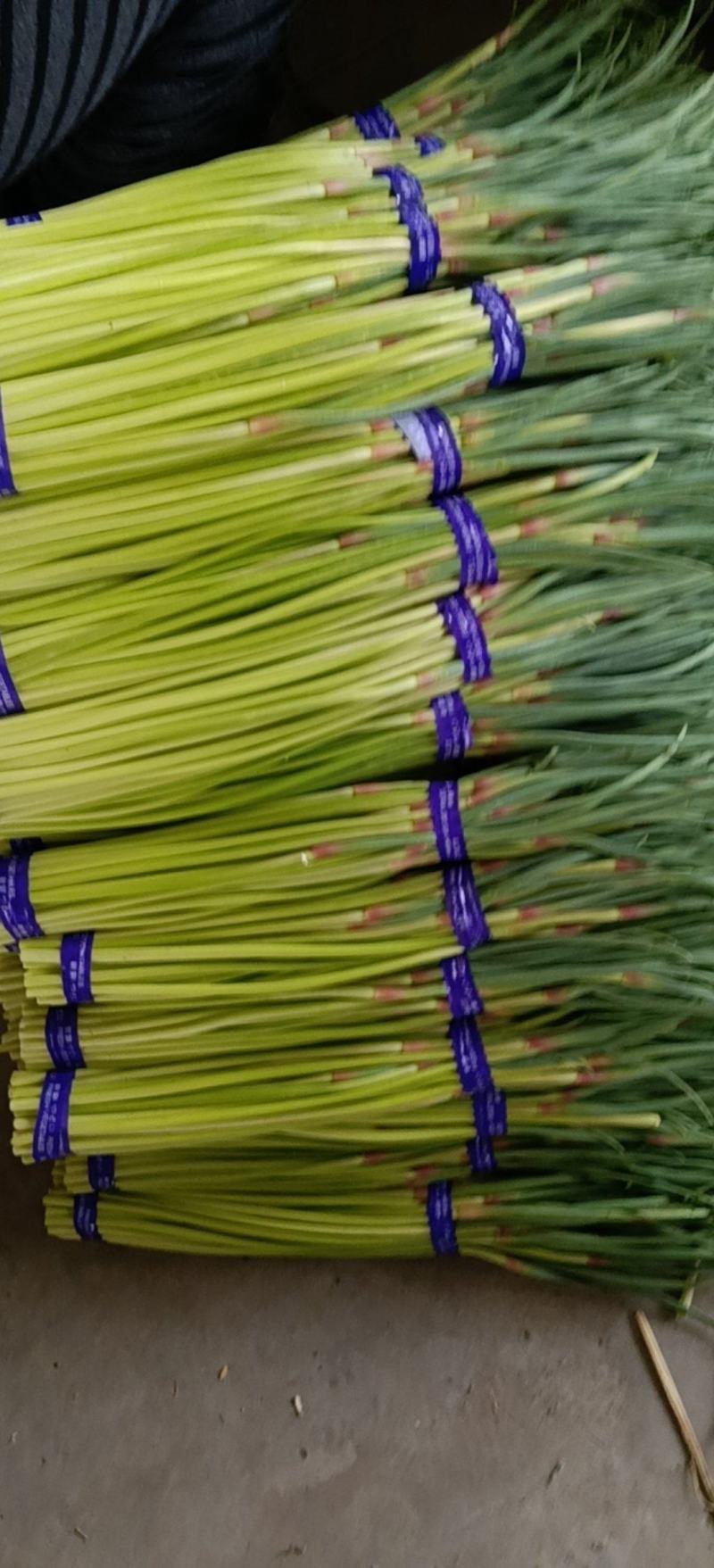 邳州精品小红帽蒜苔适合各大市场